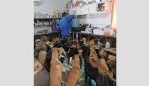 Recomiendan esterilización