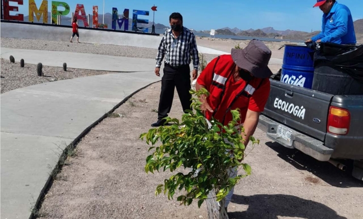 Trabaja Ecología Municipal en mantenimiento de áreas verdes en la ciudad