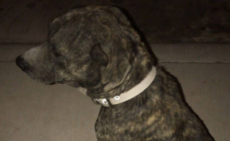 Tras ataques reiterados. Finalmente aseguran a pitbull del Rastro