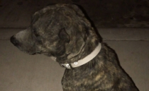 Tras ataques reiterados. Finalmente aseguran a pitbull del Rastro
