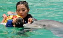 Reactivarán las delfinoterapias en menores con alguna discapacidad