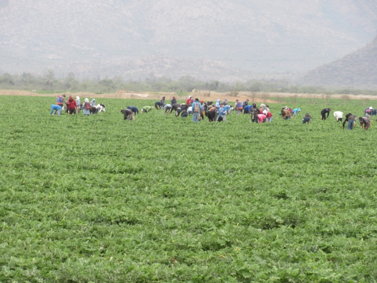 Aumenta cantidad de migrantes, trabajan alrededor de 15 mil jornaleros agrícolas en la región