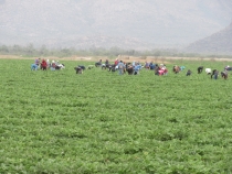 Aumenta cantidad de migrantes, trabajan alrededor de 15 mil jornaleros agrícolas en la región
