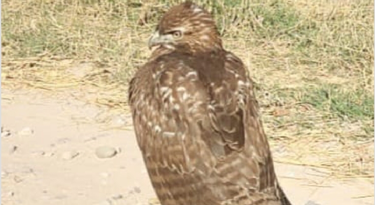 En el ejido La Victoria Auxilian a águila herida