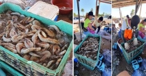 Buenas capturas en el primer día de pesca