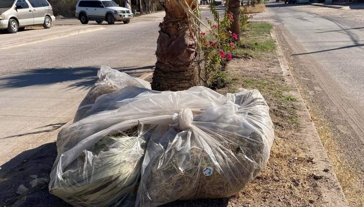Trabajan vecinos en embellecimiento del bulevar Constitución