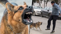 Denuncia mala atención en el IMSS Perro muerden a transeúnte en el centro