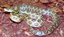 Retiran serpiente localizada dentro de una vivienda