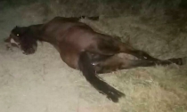A LA ALTURA DEL PUENTE SAN CARLOS   Impacta auto a caballo