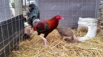 Buscan a presunto ladrón de un gallo de pelea