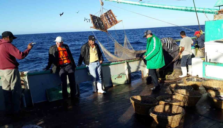 PESCADORES DE ALTURA Reportan regulares capturas de camarón en alta mar