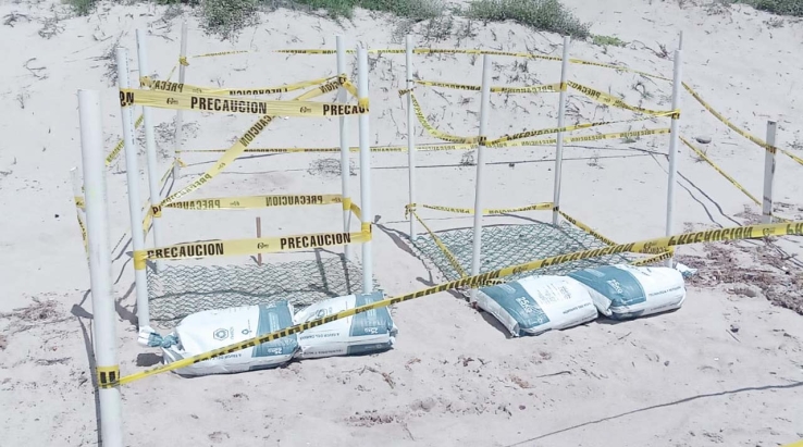 CRIFS Protege 4 mil huevos de tortuga