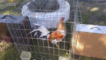 Reportan a sujeto que se llevó un gallo giro