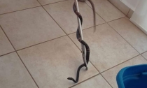 Retiran serpiente de interior de vivienda