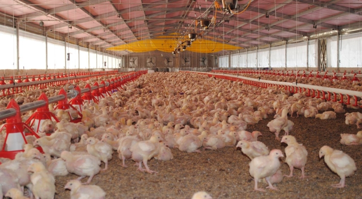Autoridades de Sader Llaman a ingerir huevo y pollo sonorense