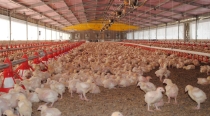 Autoridades de Sader Llaman a ingerir huevo y pollo sonorense