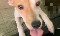 Rescata animalista a perrito maltratado en Guaymas