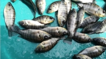 Autoridades de Sagarhpa Llaman a consumir tilapia durante Cuaresma