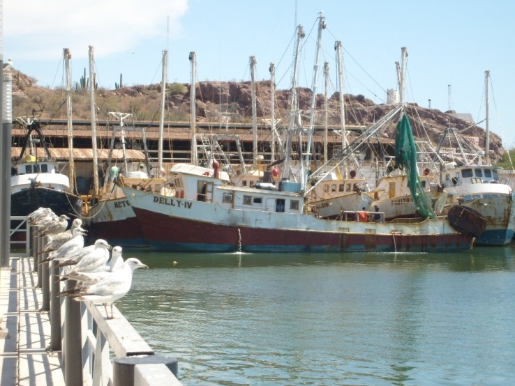 Solo un 60% de la flota mayor zarpa hoy