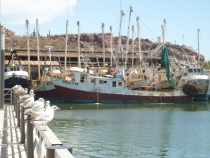 Solo un 60% de la flota mayor zarpa hoy
