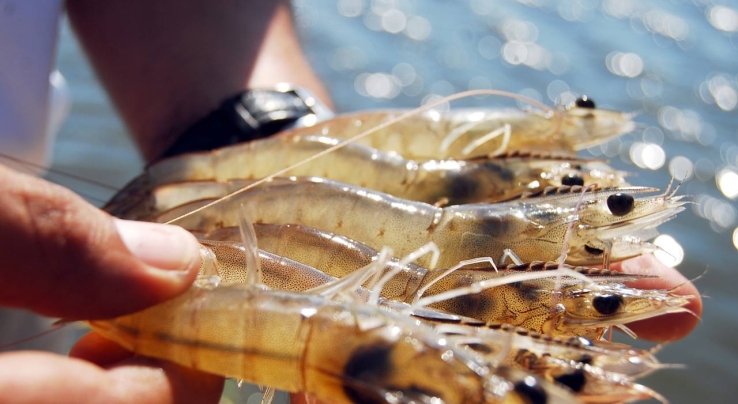 Enfrentan pescadores ribereños situación en extremo difícil