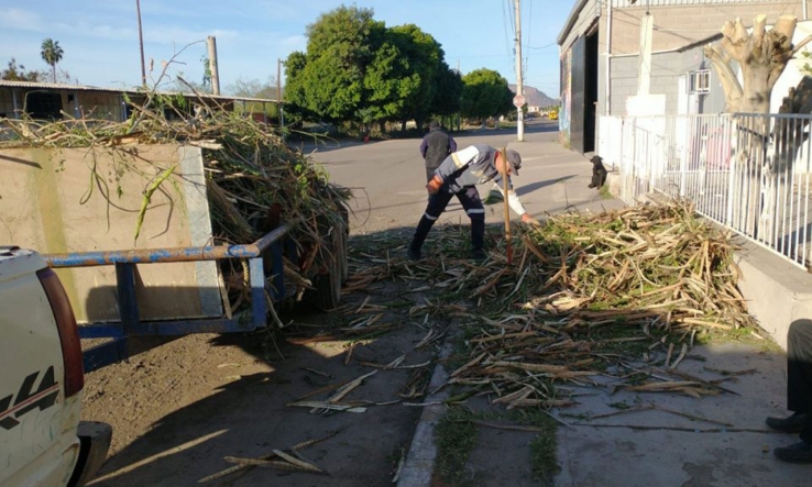 ECOLOGÍA MUNICIPAL  Continúa con la poda de árboles y mantenimiento