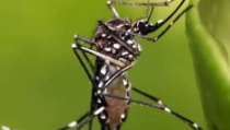 EN ZONAS CON DENGUE  Retrasa Sector Salud fumigación