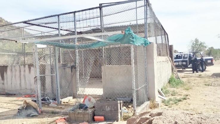 EN LA COLONIA NUEVA ILUSIÓN  Roban tigre de bengala