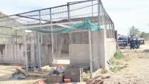 EN LA COLONIA NUEVA ILUSIÓN  Roban tigre de bengala