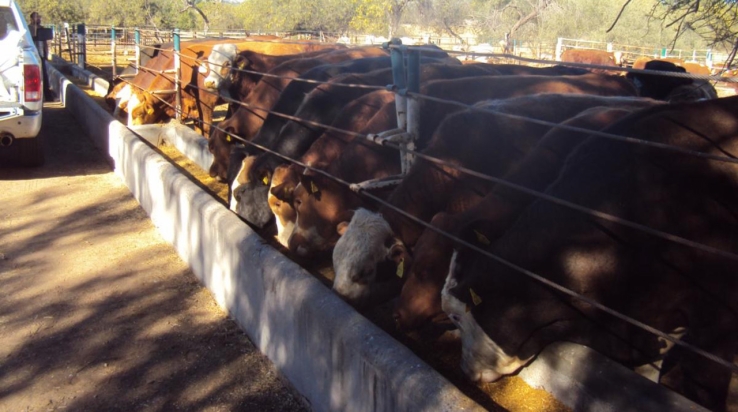 Autoridades estatales Invierten 4 mdp en mejorar hato ganadero