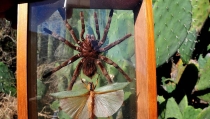 Inicia el Quinto Festival Sonorense de Insectos y Arácnidos