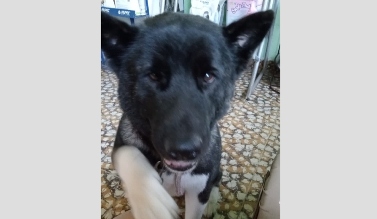 Perrita es esterilizada y muere por hemorragia
