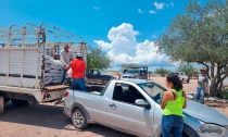 Apoyan a ganaderos con alimento bovino