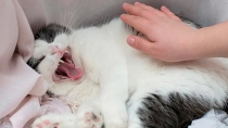 Una mujer fue atacada por su gato. Confirman caso de rabia humana en Nayarit