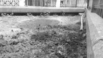 POR OCASIONAR DAÑOS  Pareja fue detenida