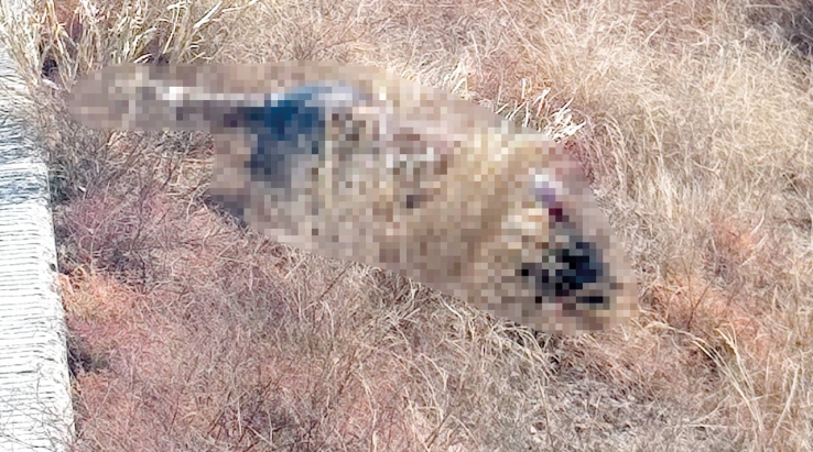 AL NORTE DE GUAYMAS  Localizan a hombre sin vida