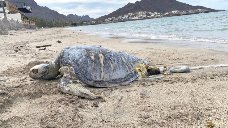 Localizan tortuga muerta en Miramar
