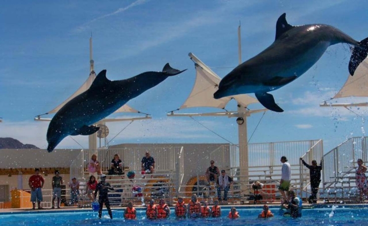 En Delfinario buscan reactivar terapias