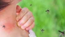 Van 22 casos de dengue en Guaymas