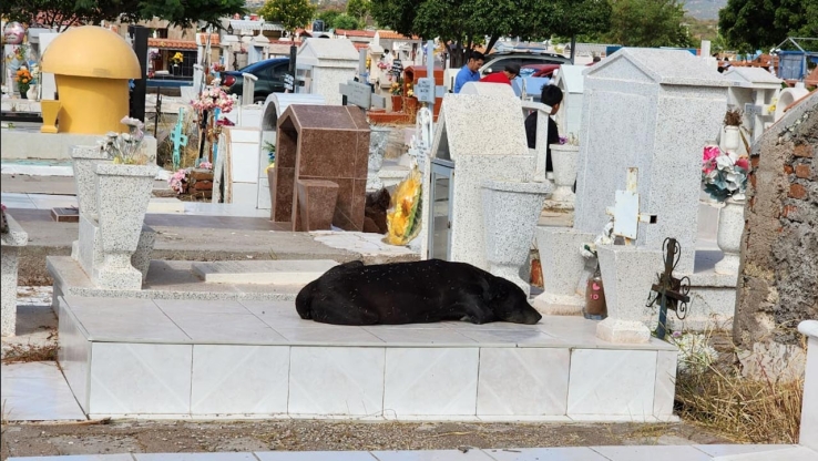 Mascota fiel a su amo en el Panteón