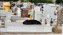 Mascota fiel a su amo en el Panteón