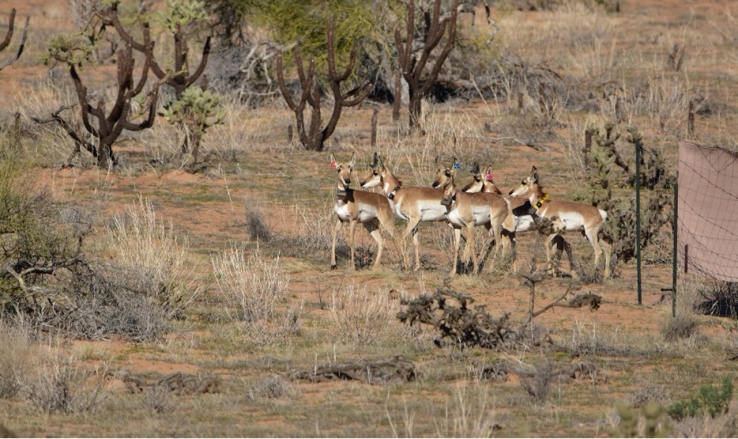 En la Reserva de la Biósfera El Pinacate Liberan seis berrendos sonorenses