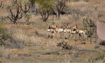 En la Reserva de la Biósfera El Pinacate Liberan seis berrendos sonorenses