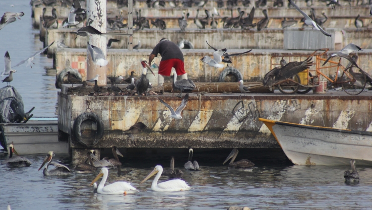 Se prepararán pescadores