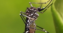 Mujer muere de dengue