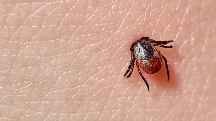 Autoridades de Salud Alertan por casos de rickettsia