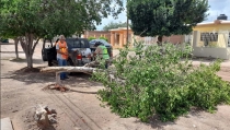 Retira Ecología de la vía pública árboles derribados por vientos de “Kay”