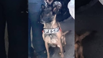 Detecta “Faka”, de la Policía Estatal, sustancia prohibida en Hermosillo