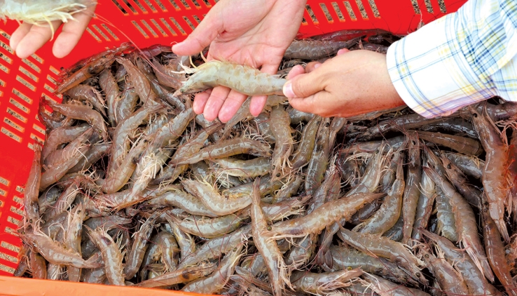 Muerte anunciada de la Pesca