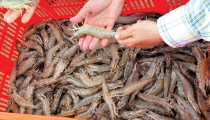 Muerte anunciada de la Pesca